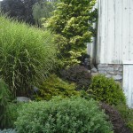 mixed-plantings