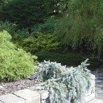 weeping-blue-spruce
